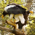 Aigles pêcheurs.עיטם שטלר